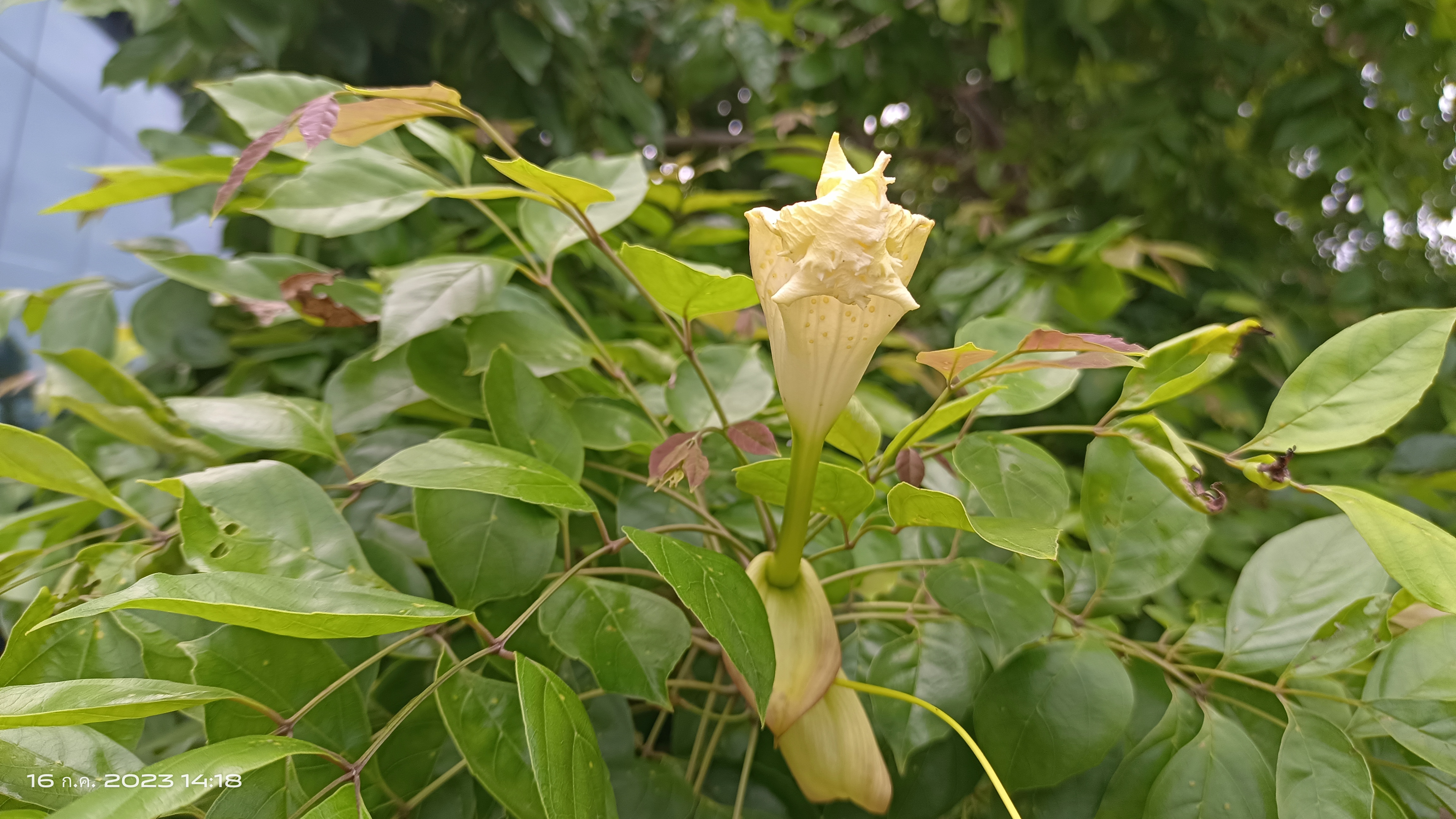 ต้นแคนา